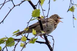 tree pipit